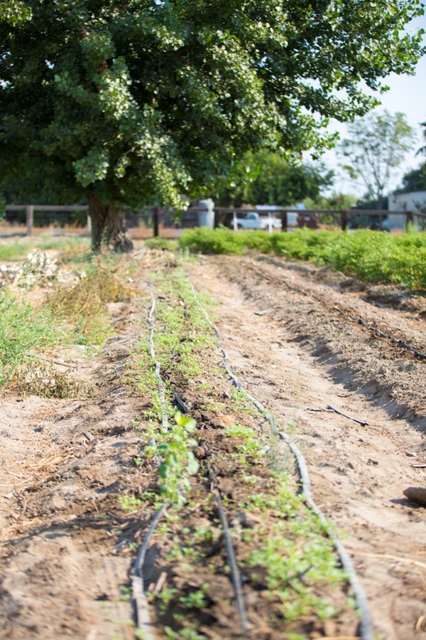 field-irrigation