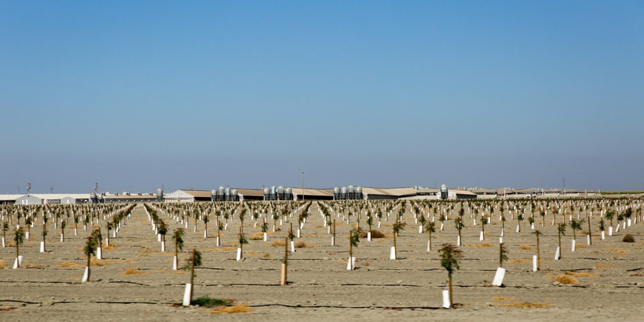 field-of-small-trees