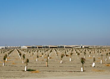 field-of-small-trees