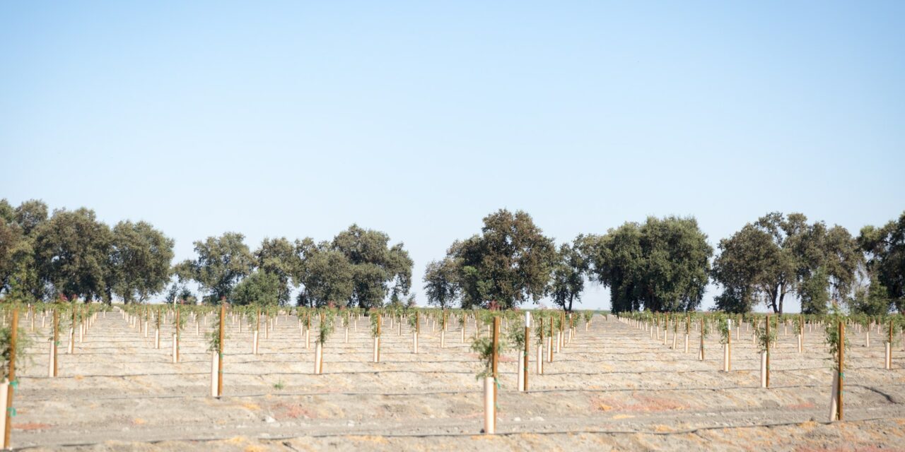 field-of-trees