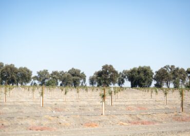 field-of-trees