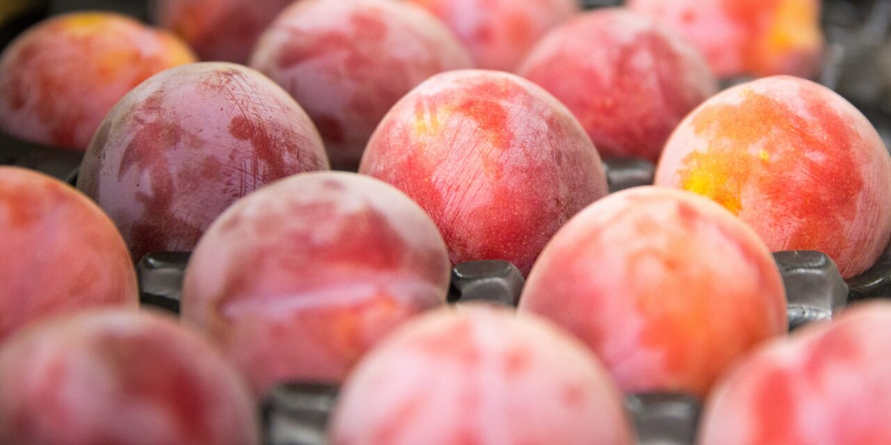 nectarine-closeup