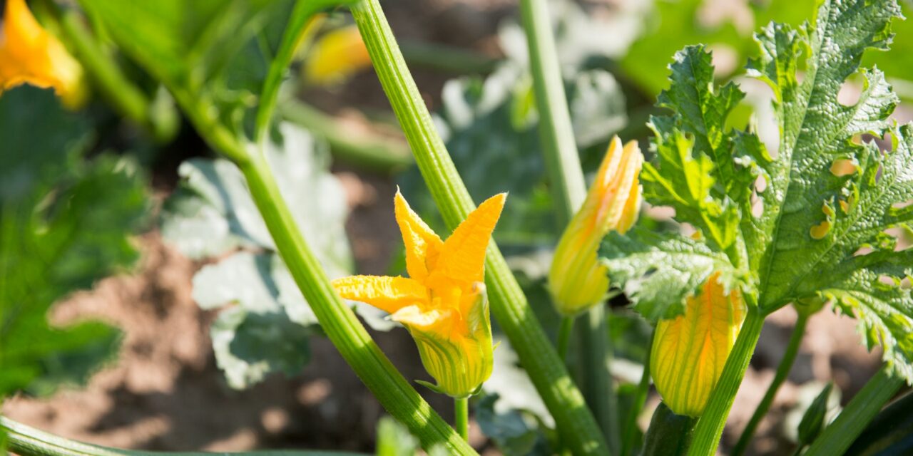 yellow-flower