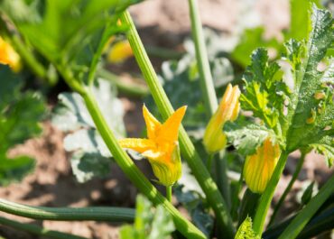 yellow-flower